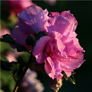 Hibiscus Syriacus 'Magenta Chiffon'